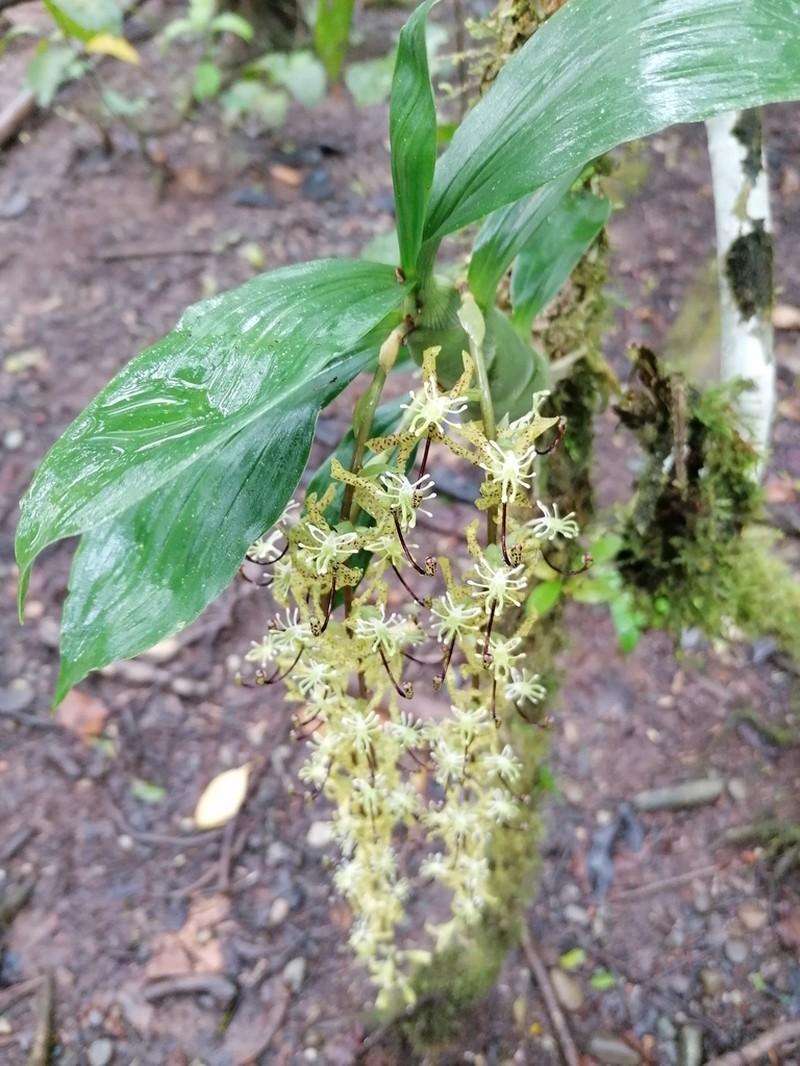 Cycnoches suarezii photo 2