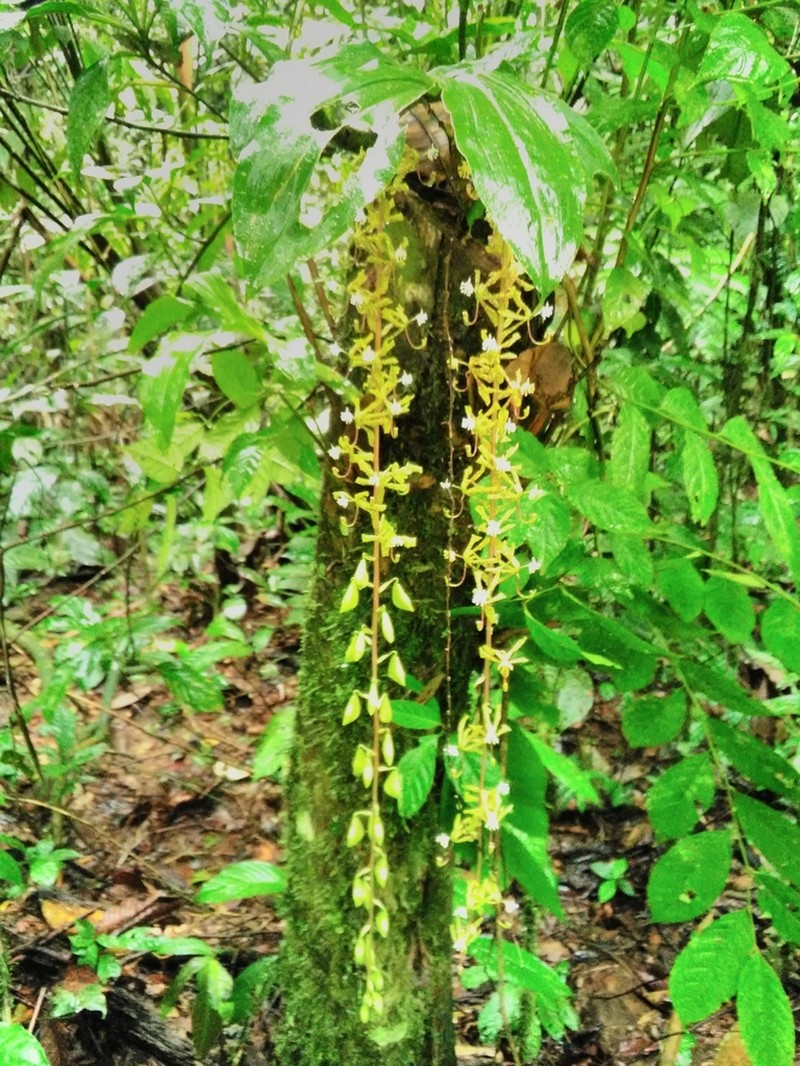 Cycnoches suarezii photo 3