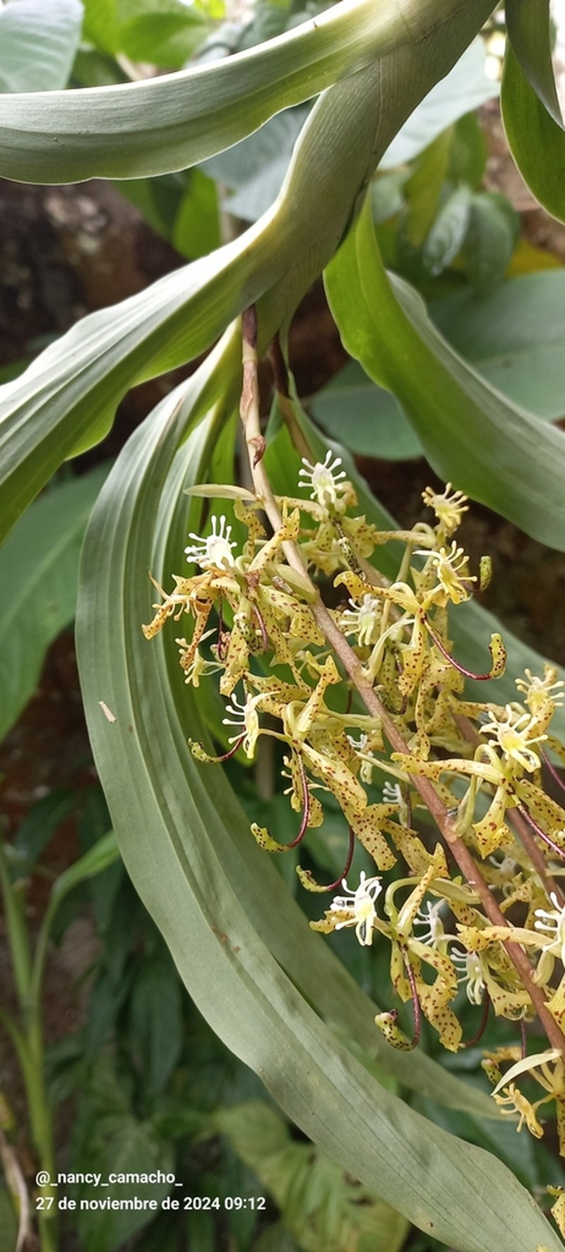 Cycnoches suarezii photo 5