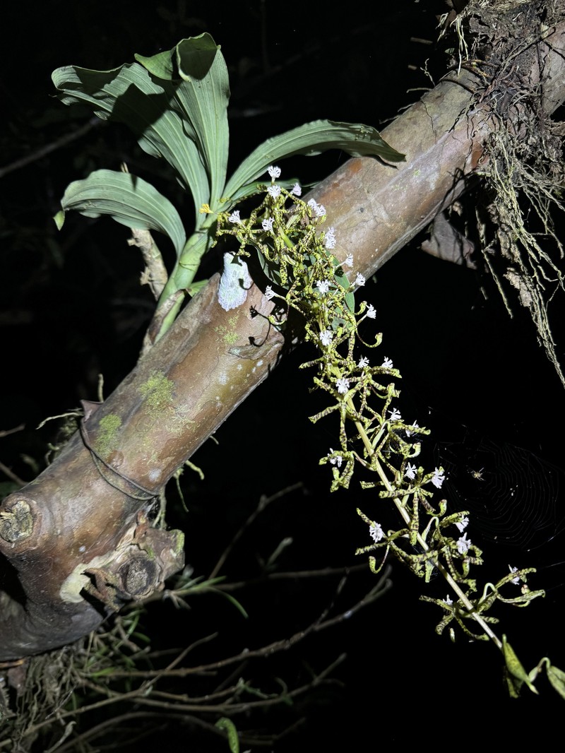Cycnoches suarezii photo 6