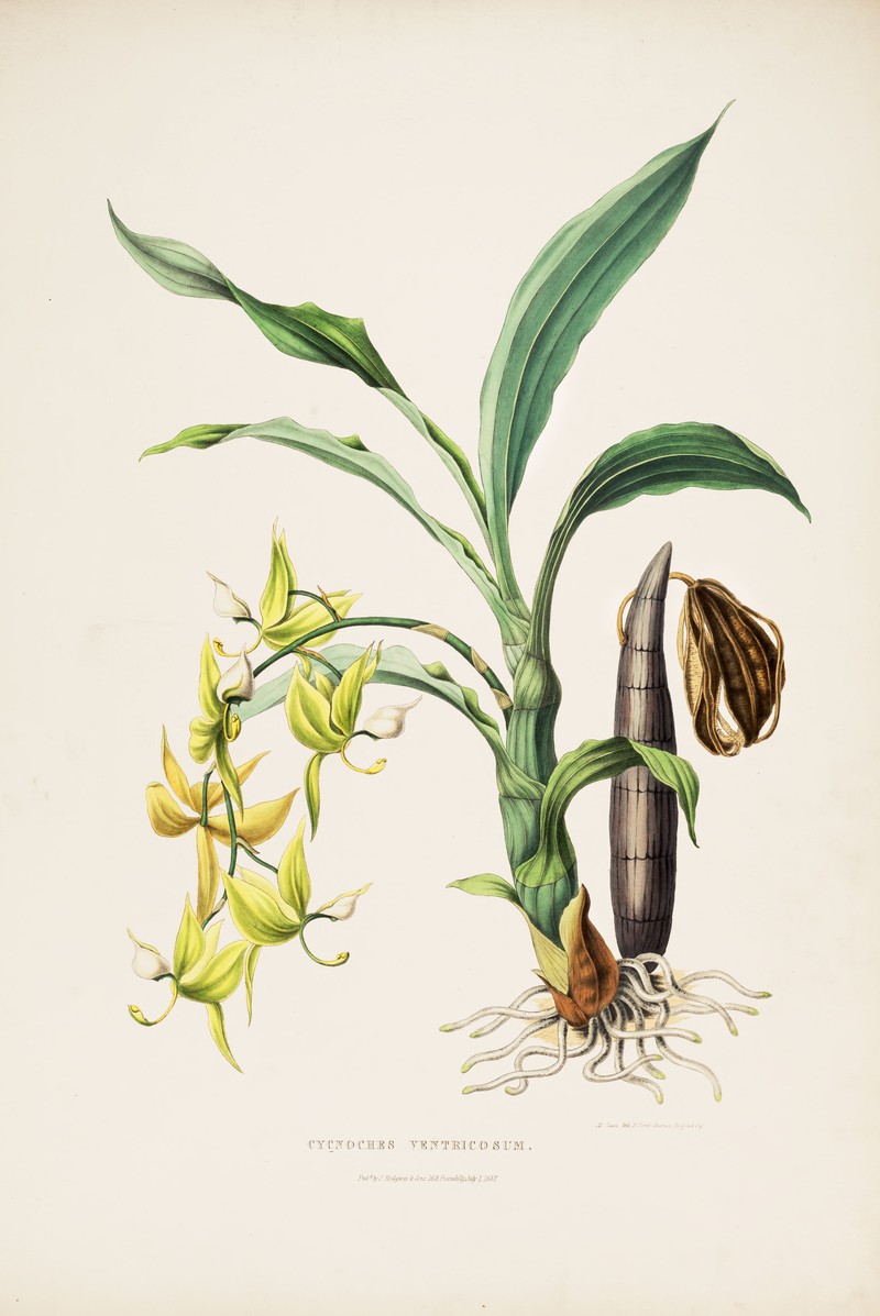 Cycnoches ventricosum photo 2