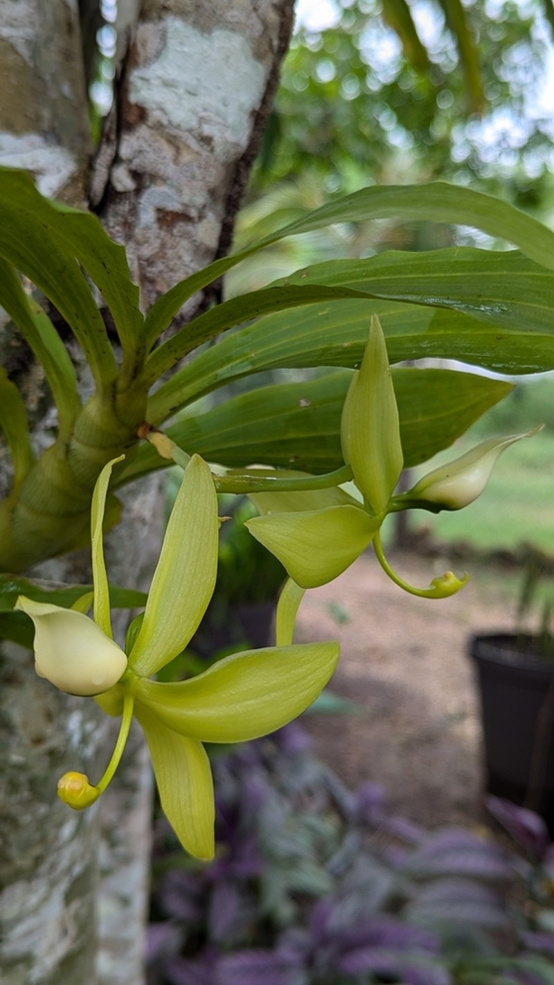 Cycnoches ventricosum photo 3