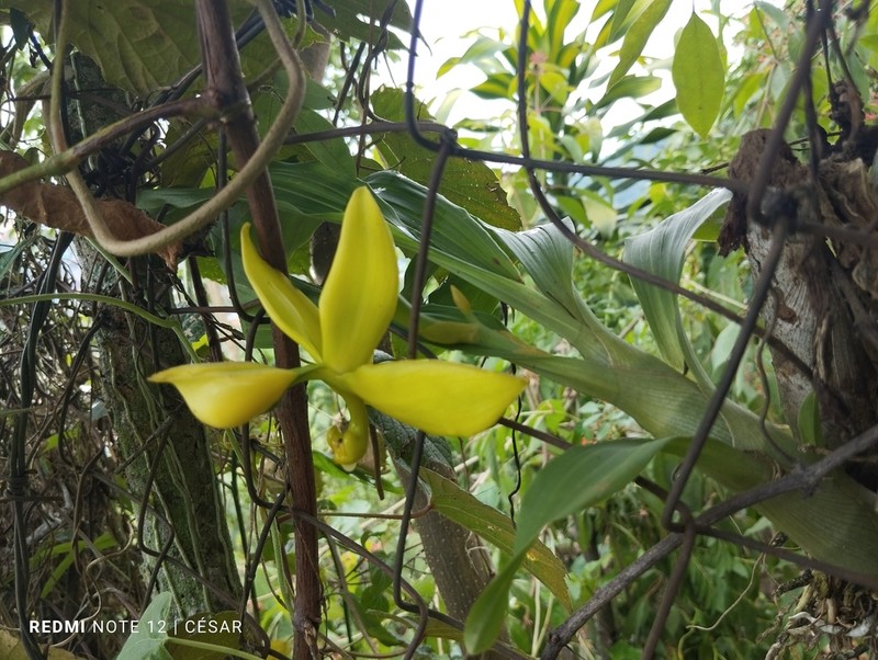 Cycnoches ventricosum photo 4