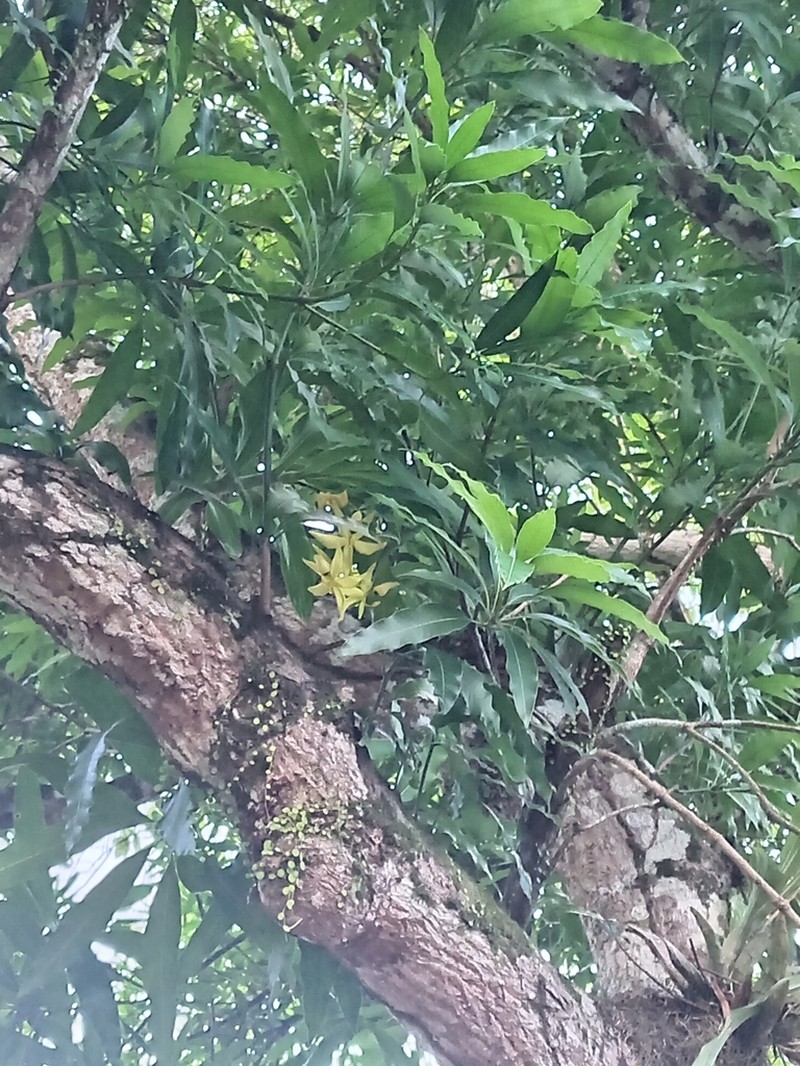 Cycnoches ventricosum photo 5