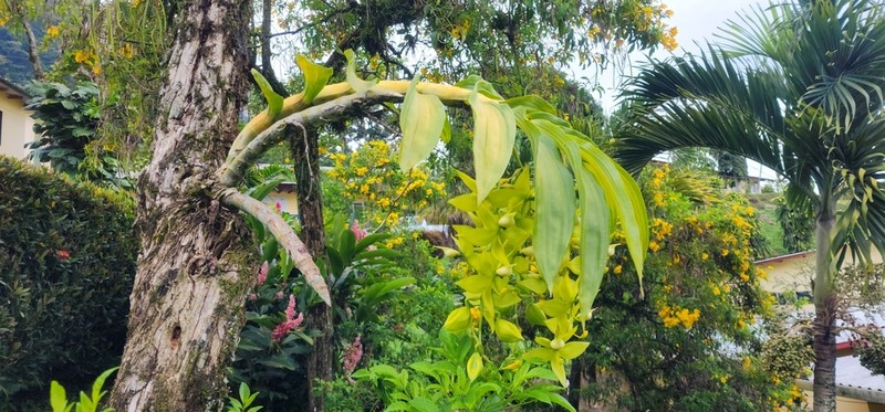 Cycnoches ventricosum photo 6