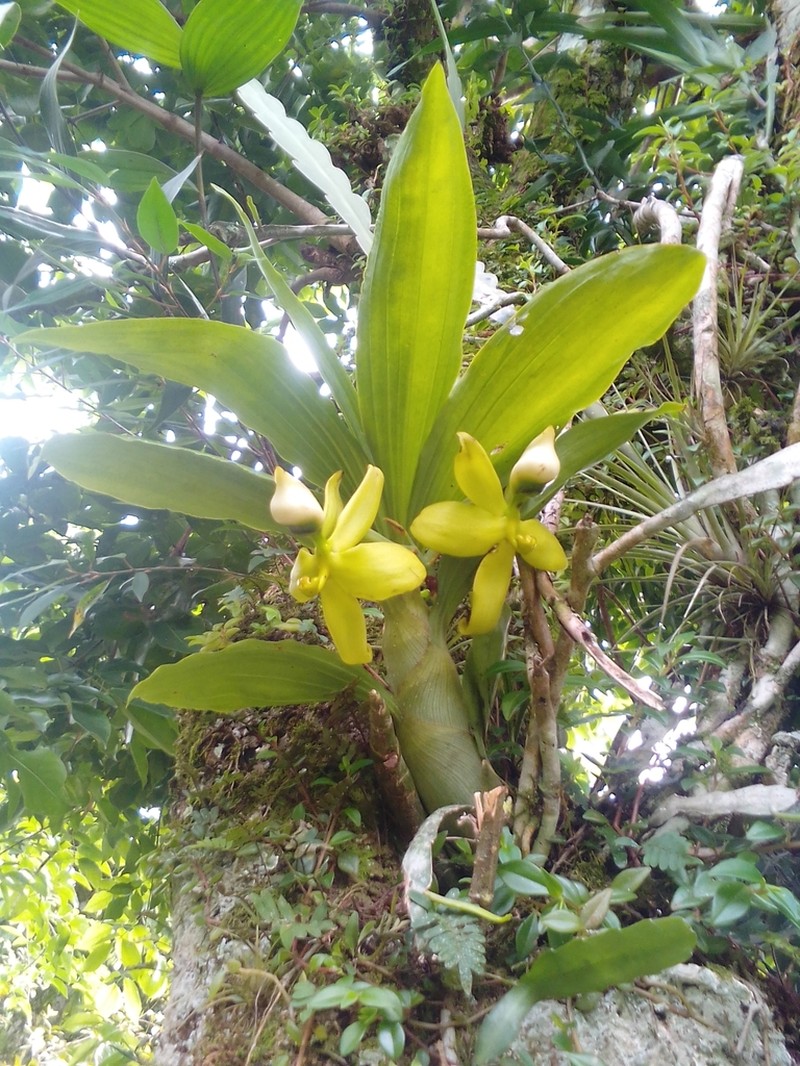 Cycnoches ventricosum photo 7