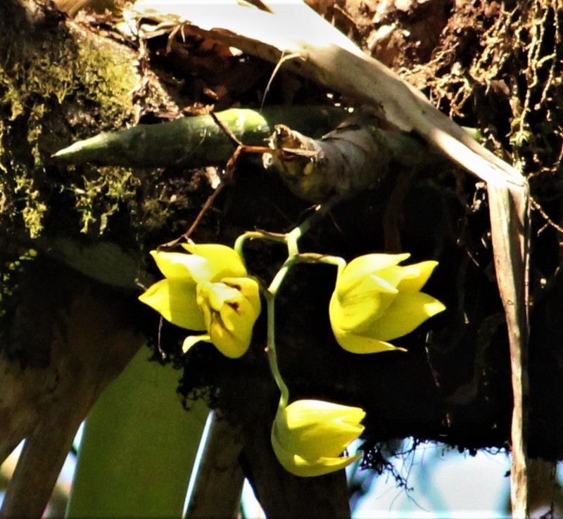 Cycnoches warszewiczii