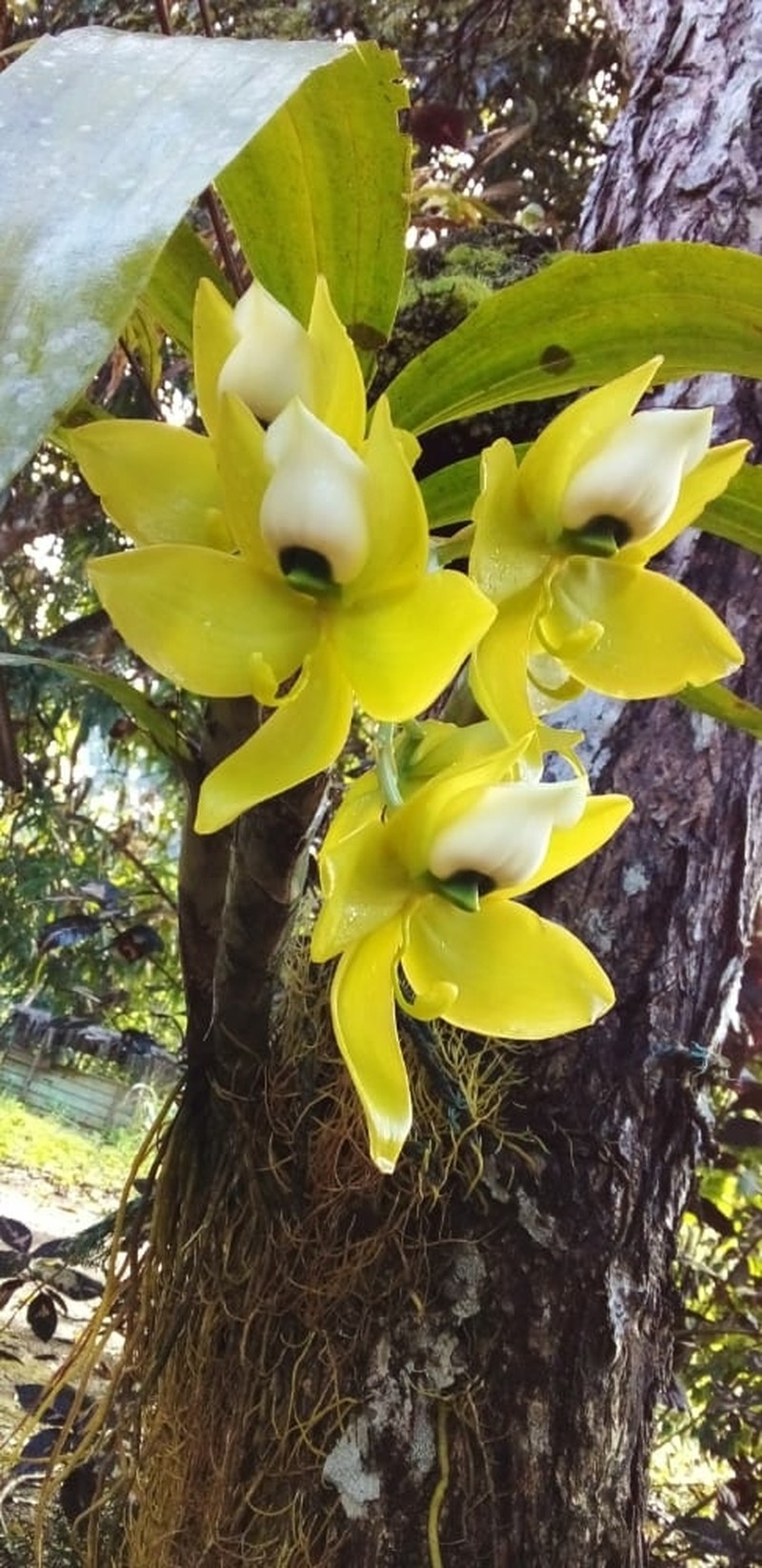 Cycnoches warszewiczii photo 2