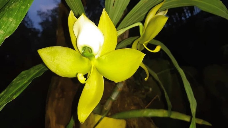 Cycnoches warszewiczii photo 3