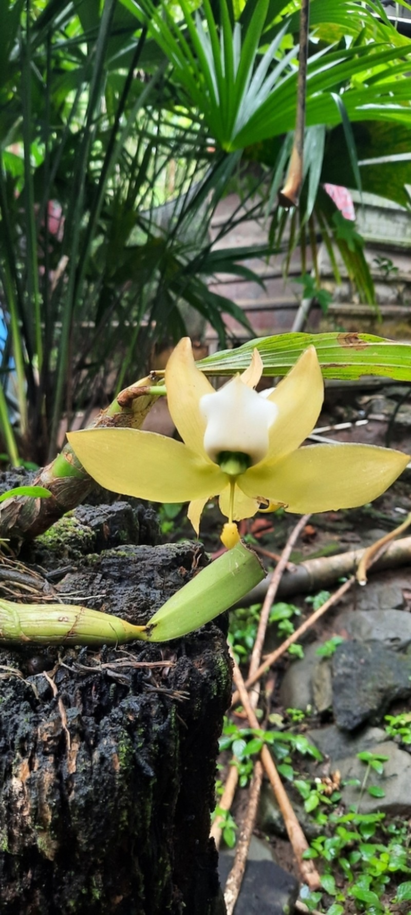 Cycnoches warszewiczii photo 4