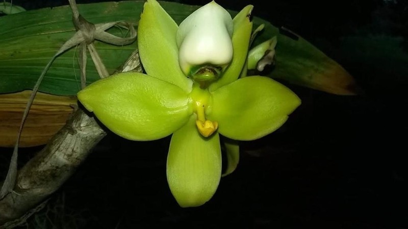 Cycnoches warszewiczii photo 5