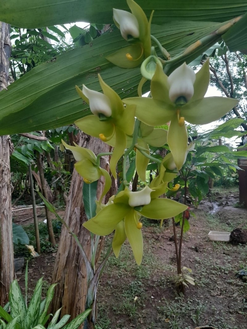 Cycnoches warszewiczii photo 6