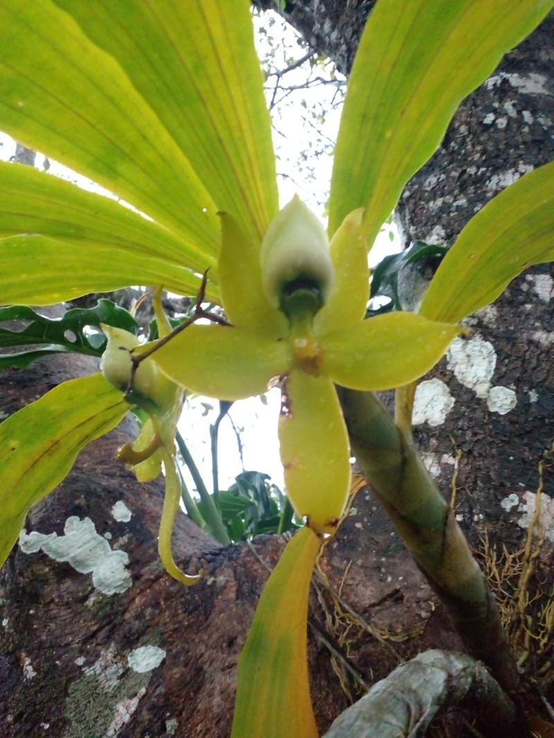 Cycnoches warszewiczii photo 7