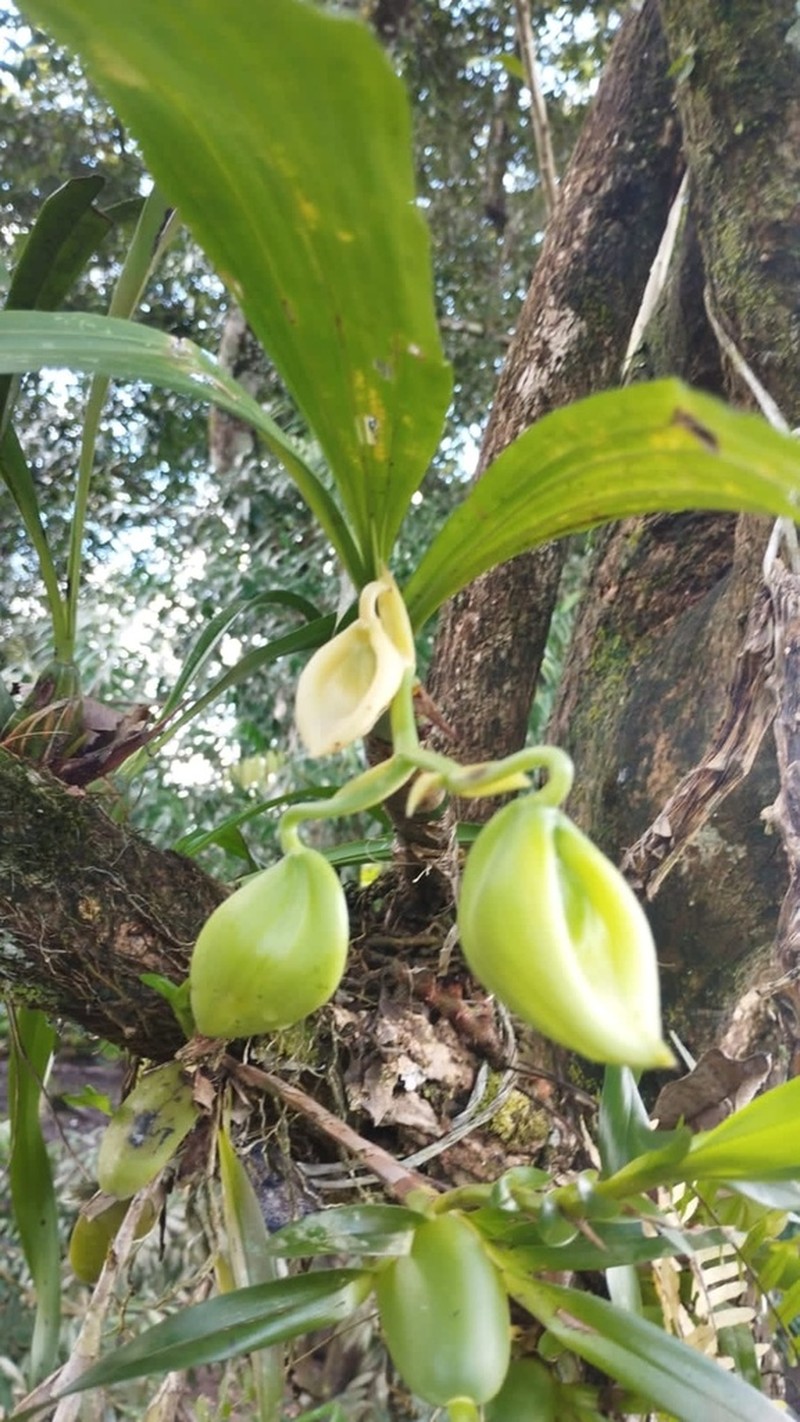 Cycnoches warszewiczii photo 8