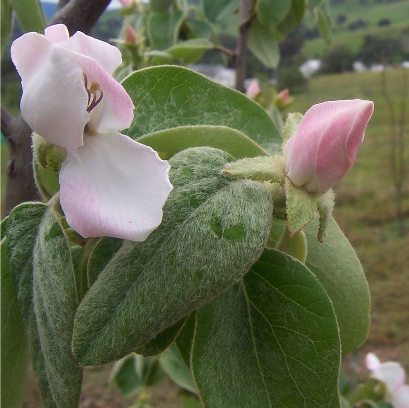 Quince photo 6