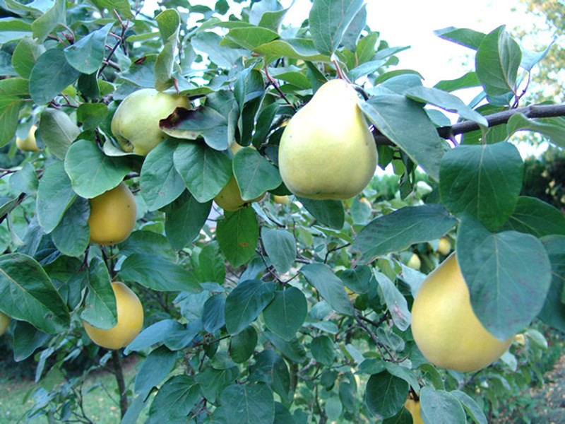 Quince photo 7