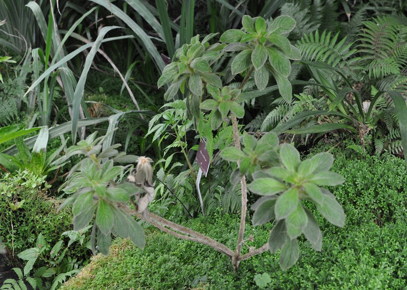Cylindrocline commersonii