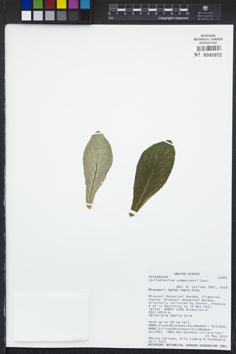 Cylindrocline commersonii photo 2