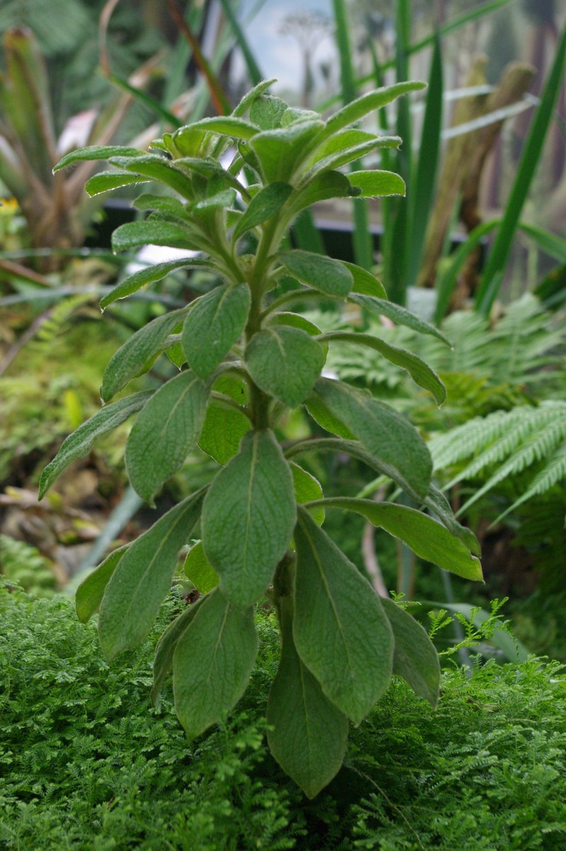 Cylindrocline commersonii photo 6