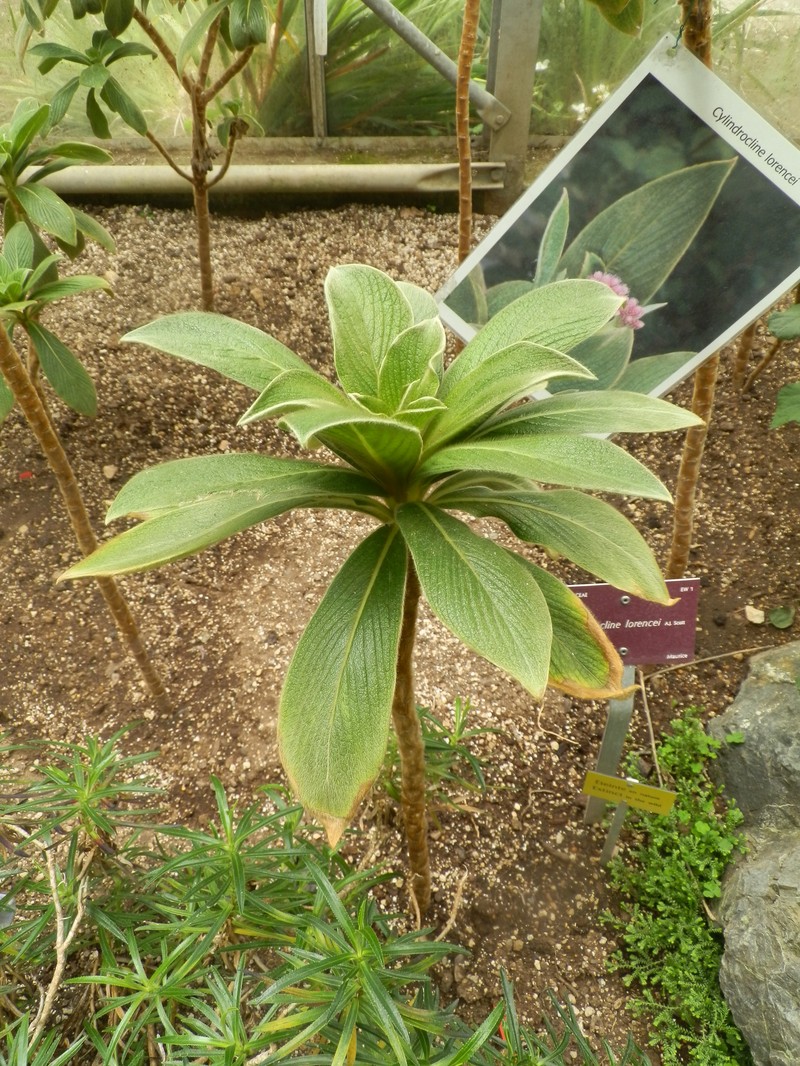 Cylindrocline lorencei photo 4