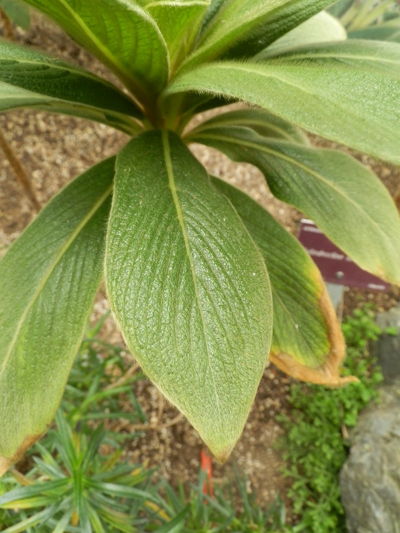 Cylindrocline lorencei photo 5