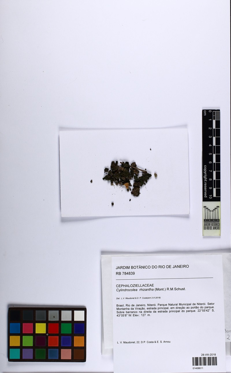 Cylindrocolea rhizantha