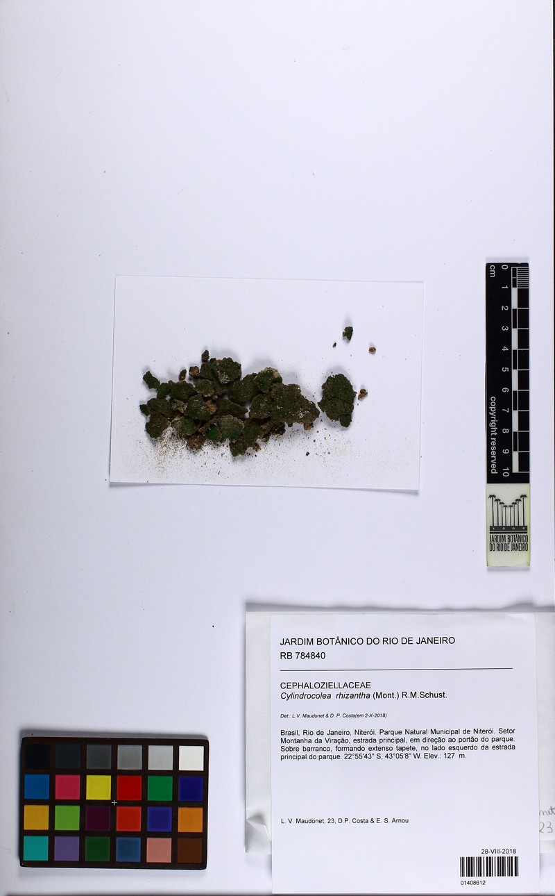 Cylindrocolea rhizantha photo 2