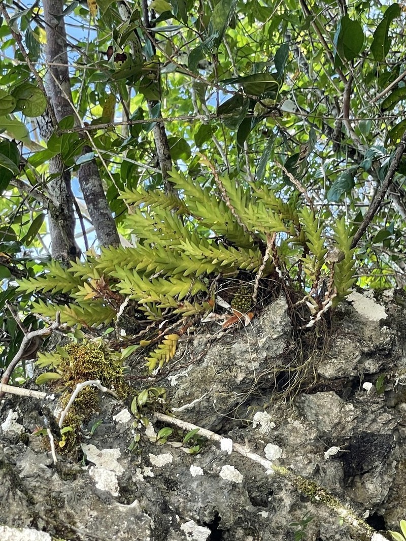 Cylindrolobus aporoides