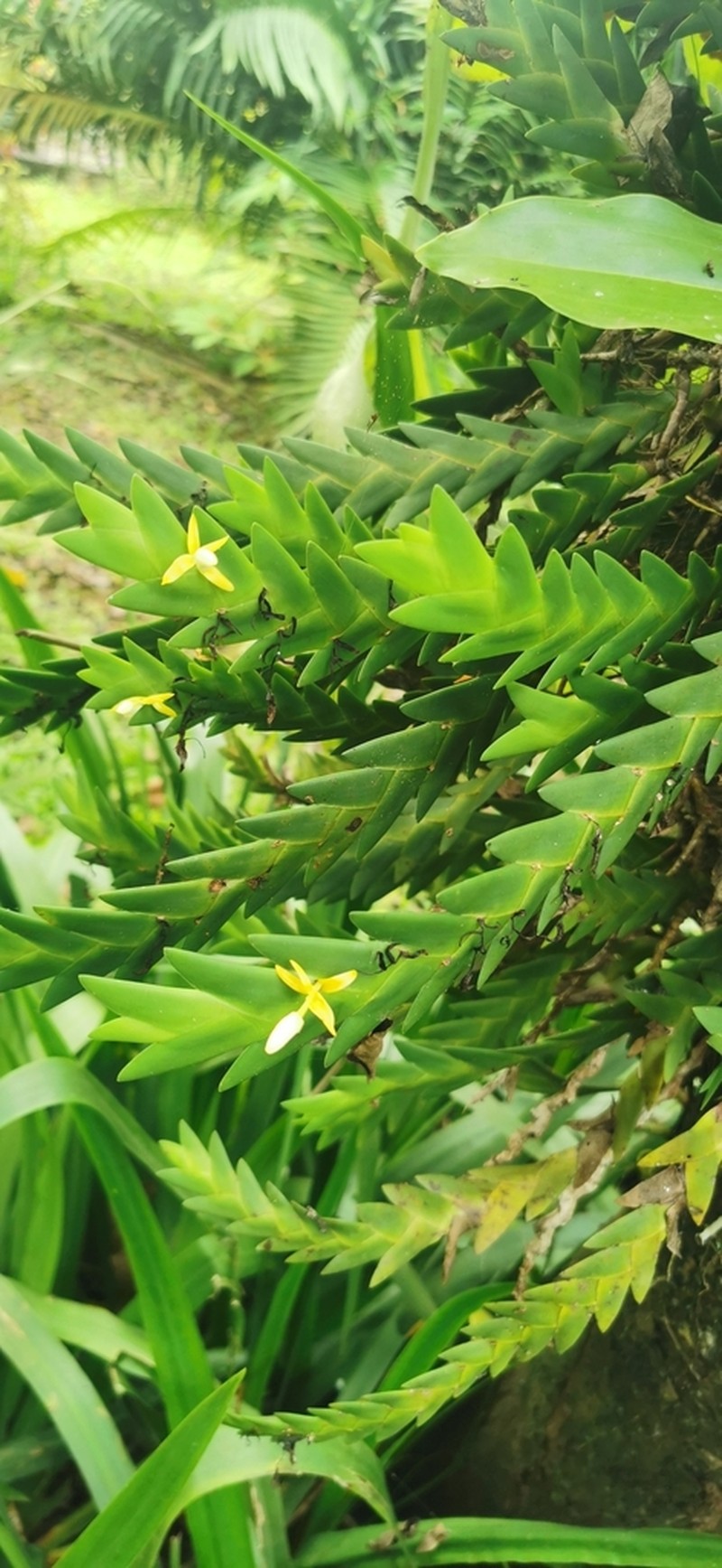Cylindrolobus aporoides photo 2