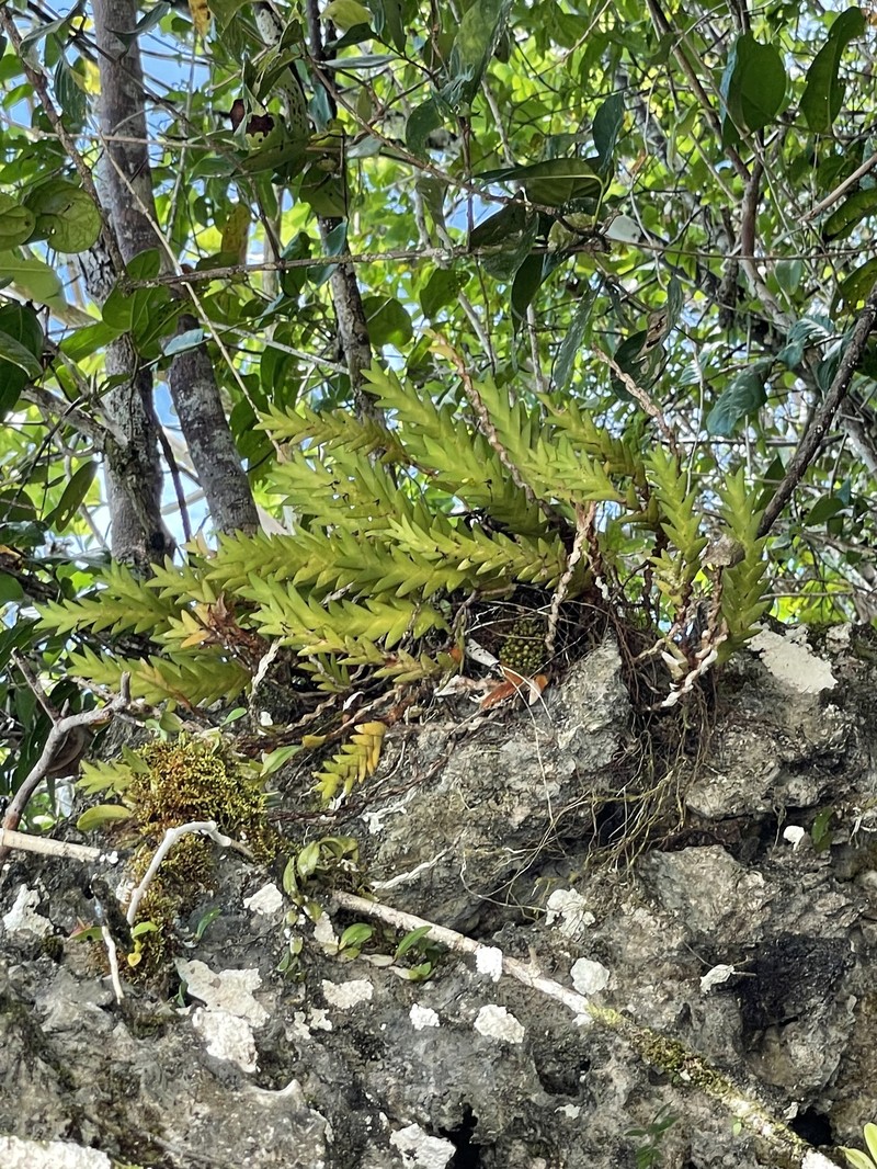 Cylindrolobus aporoides photo 3
