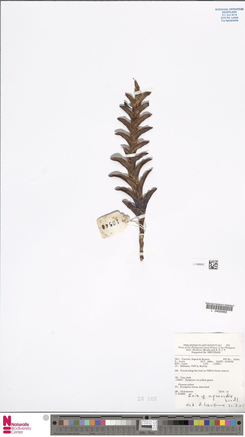 Cylindrolobus aporoides photo 5