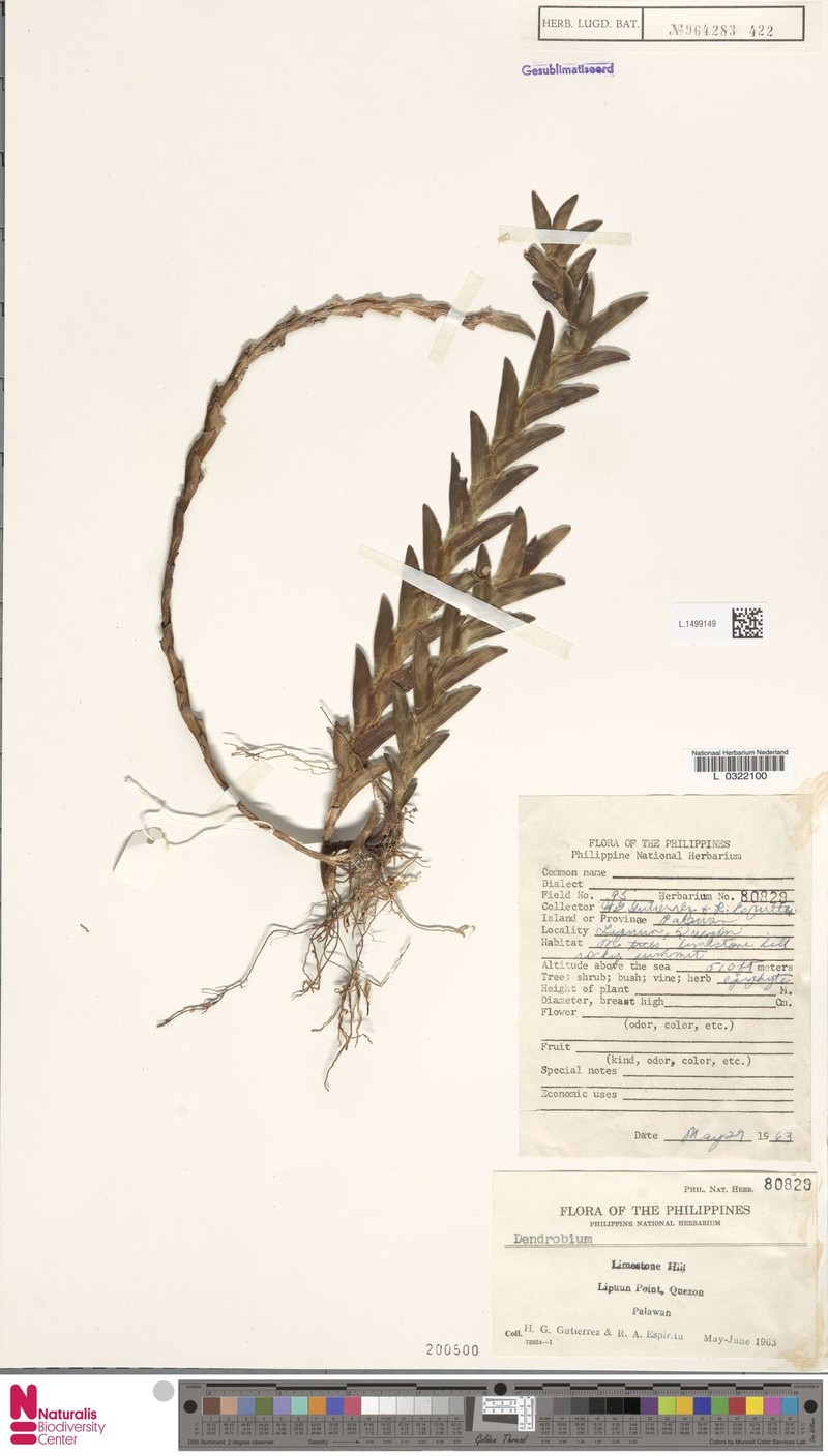 Cylindrolobus aporoides photo 6