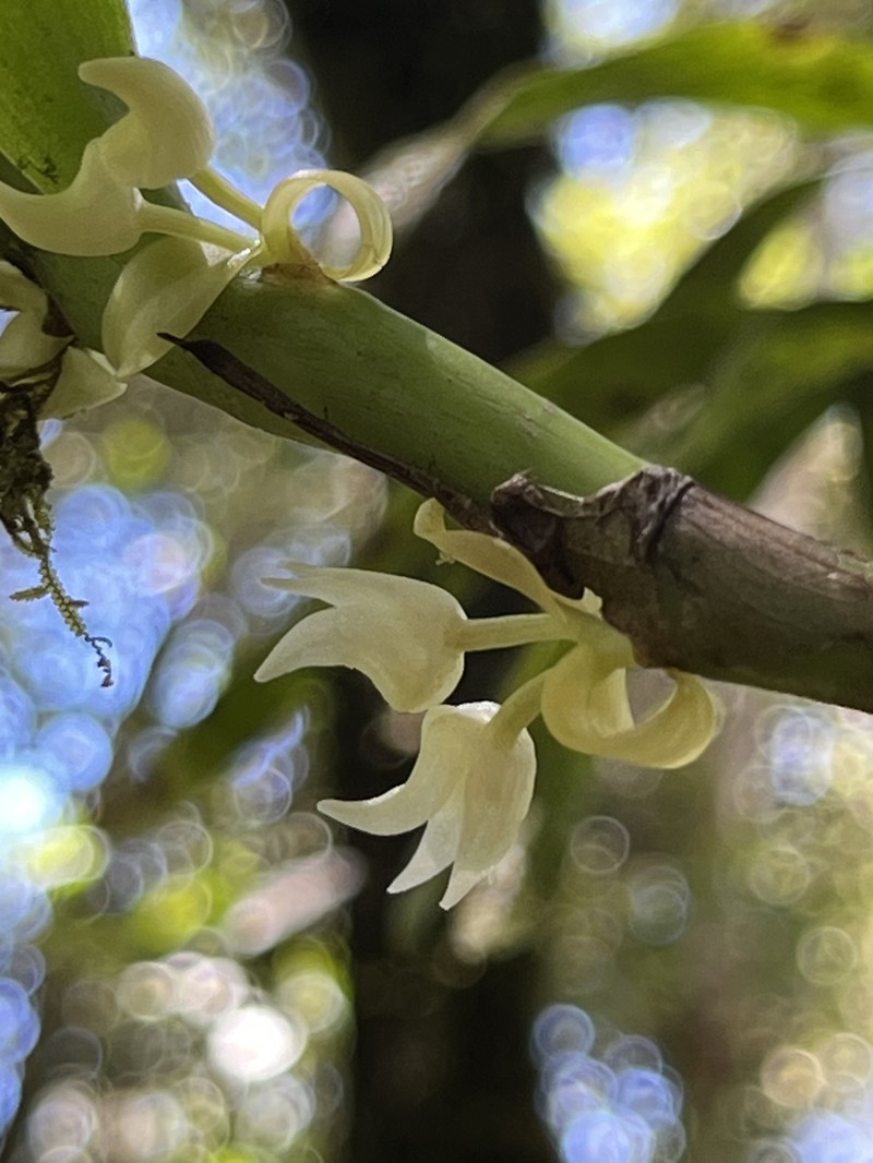 Cylindrolobus biflorus photo 3