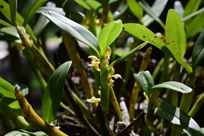 Cylindrolobus biflorus photo 4