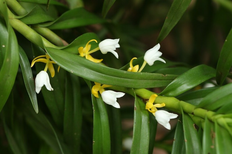 Cylindrolobus brachystachyus photo 2