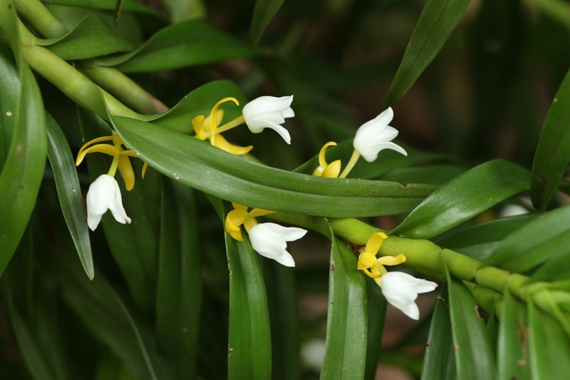 Cylindrolobus brachystachyus photo 3