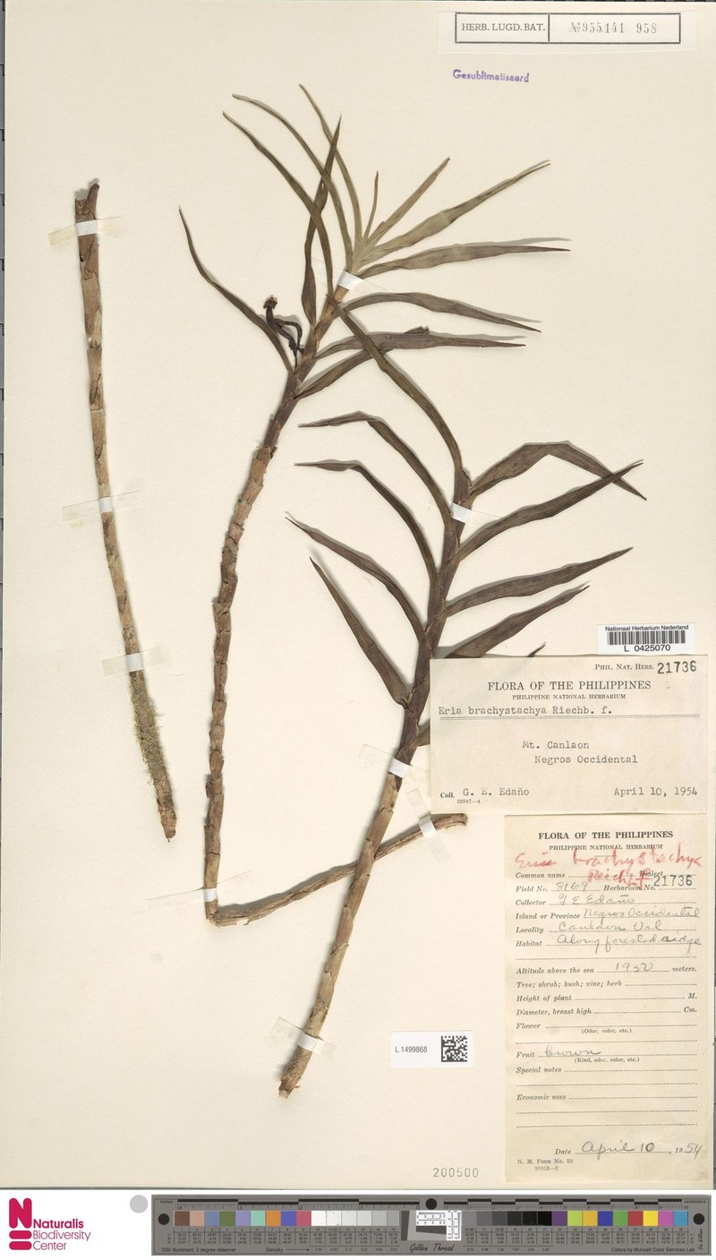 Cylindrolobus brachystachyus photo 4