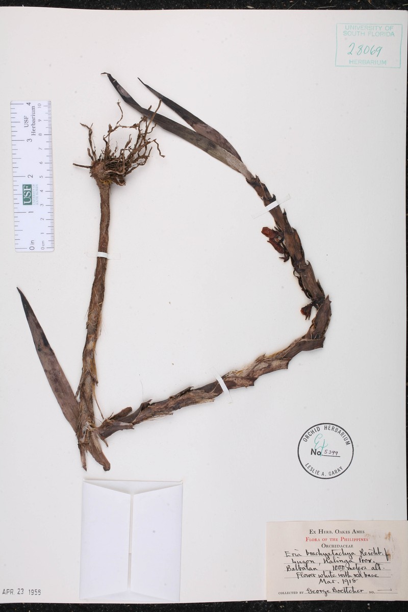 Cylindrolobus brachystachyus photo 5