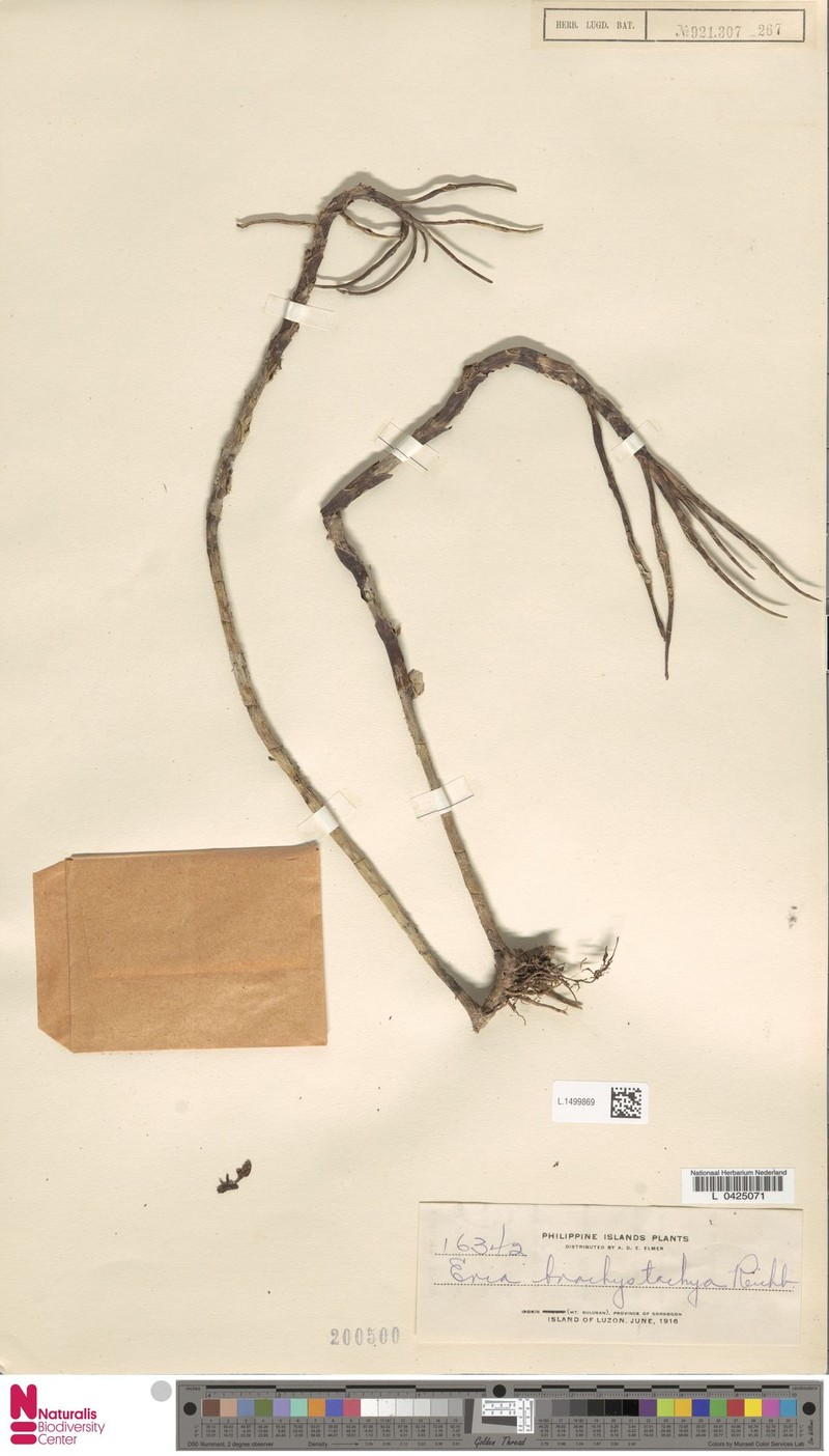 Cylindrolobus brachystachyus photo 6