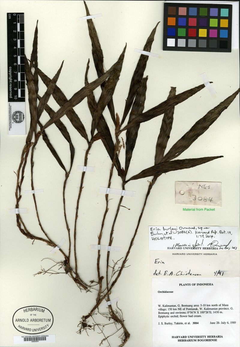 Cylindrolobus burleyi