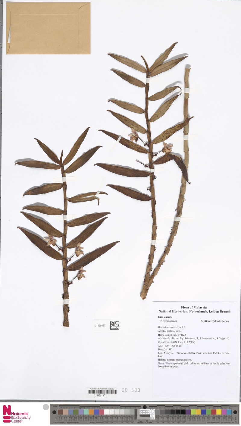 Cylindrolobus carneus