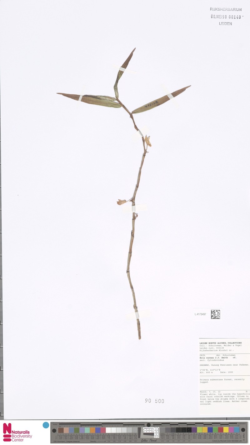 Cylindrolobus carneus photo 2