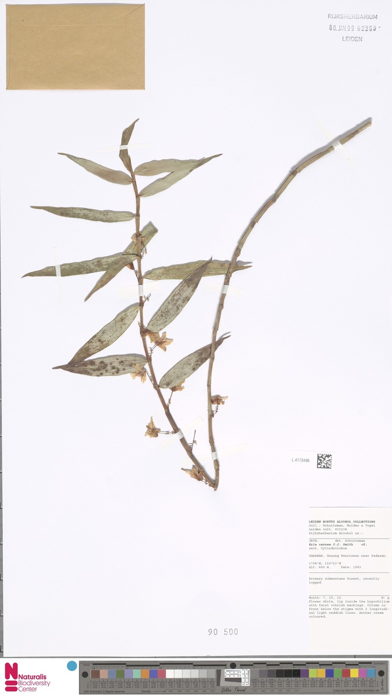 Cylindrolobus carneus photo 3