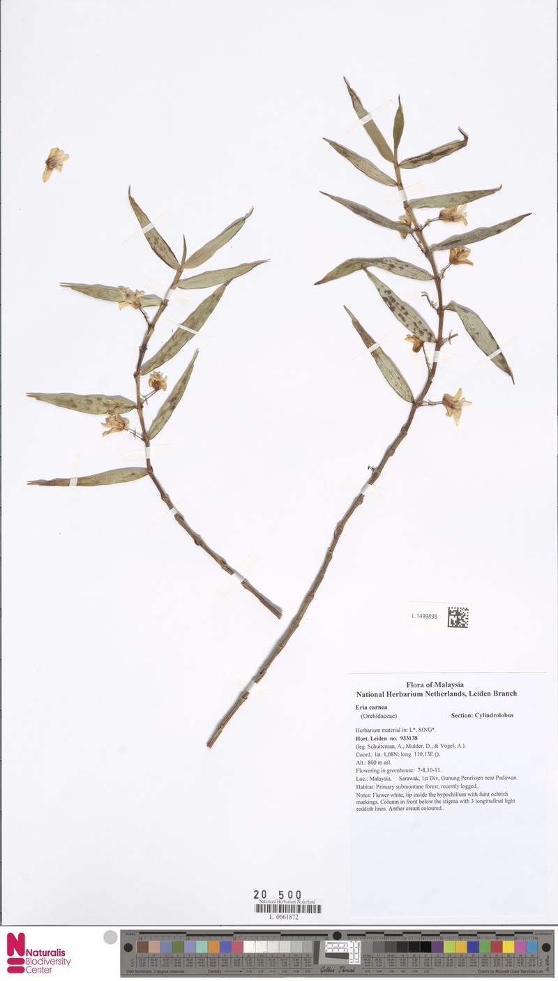 Cylindrolobus carneus photo 4