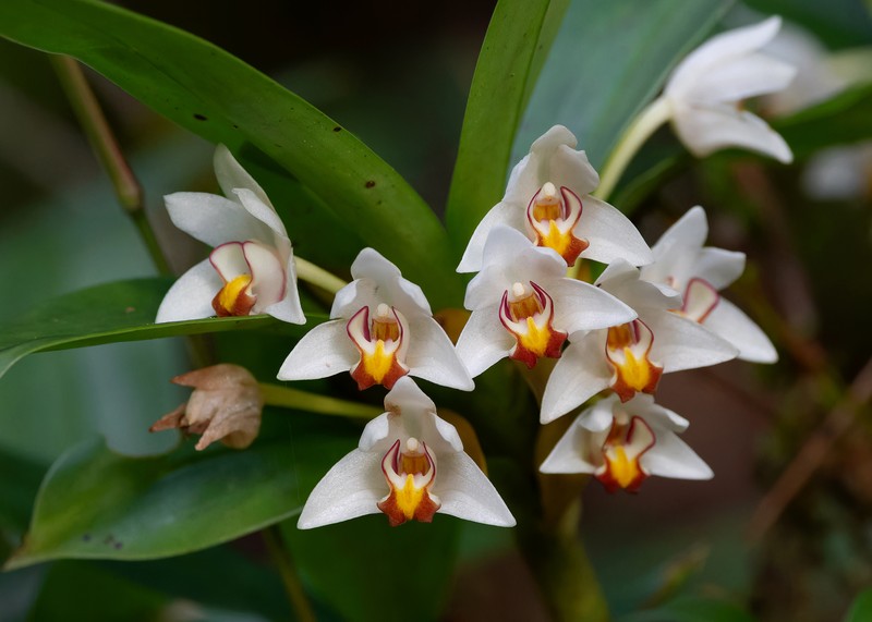 Cylindrolobus clavicaulis photo 2