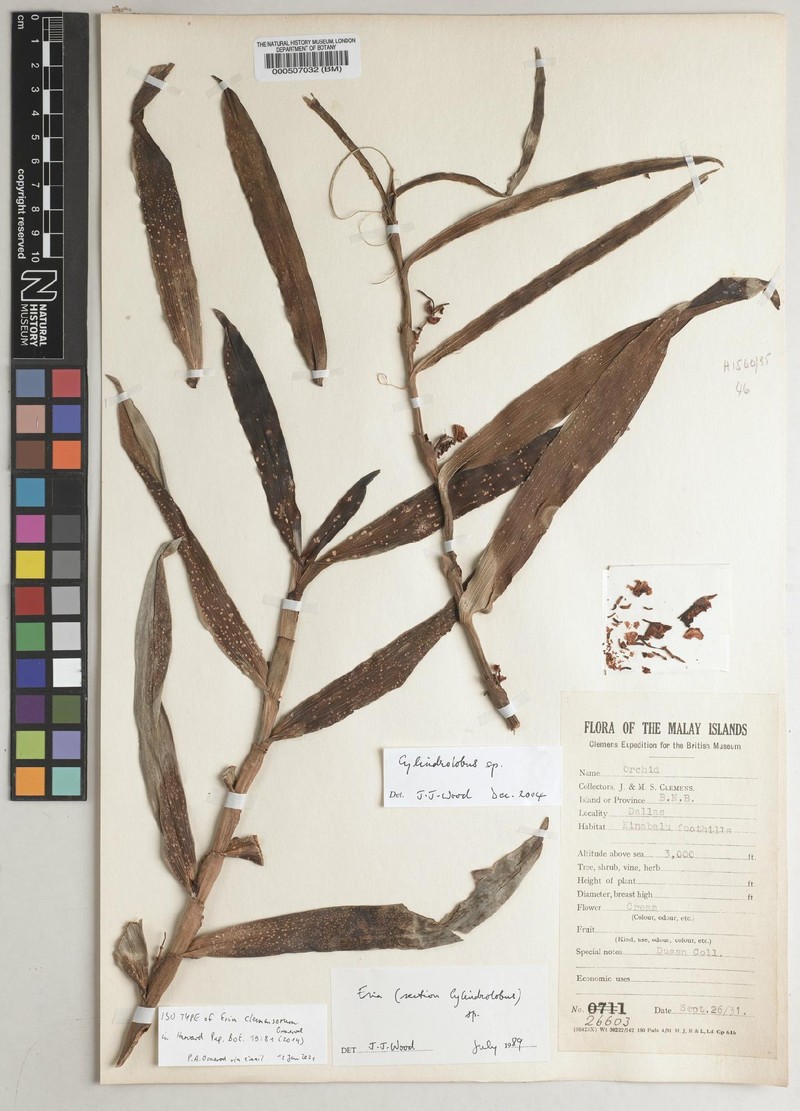 Cylindrolobus clemensiorum