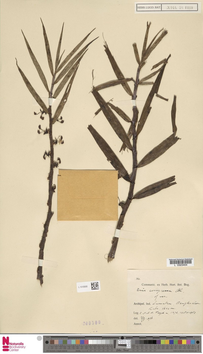 Cylindrolobus compressus