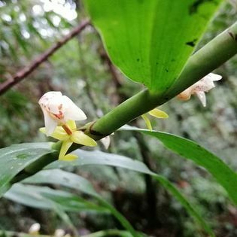 Cylindrolobus datuguinae photo 3