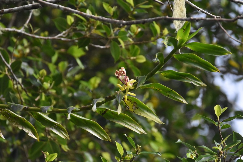 Cylindrolobus datuguinae photo 4