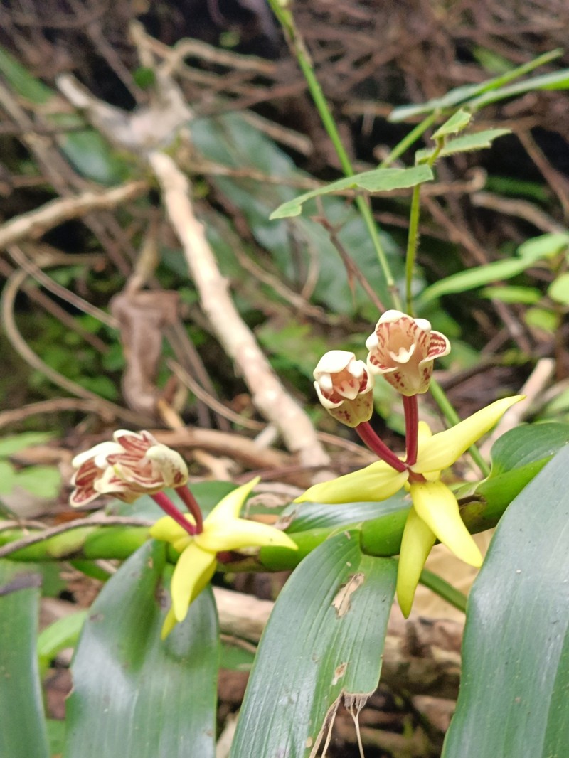 Cylindrolobus datuguinae photo 5